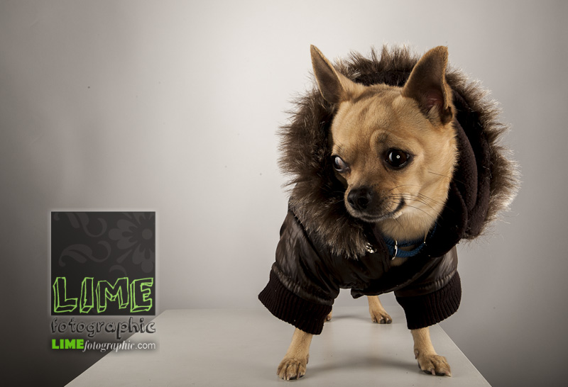 Scrappy the Chihuahua and the two bearded dragons