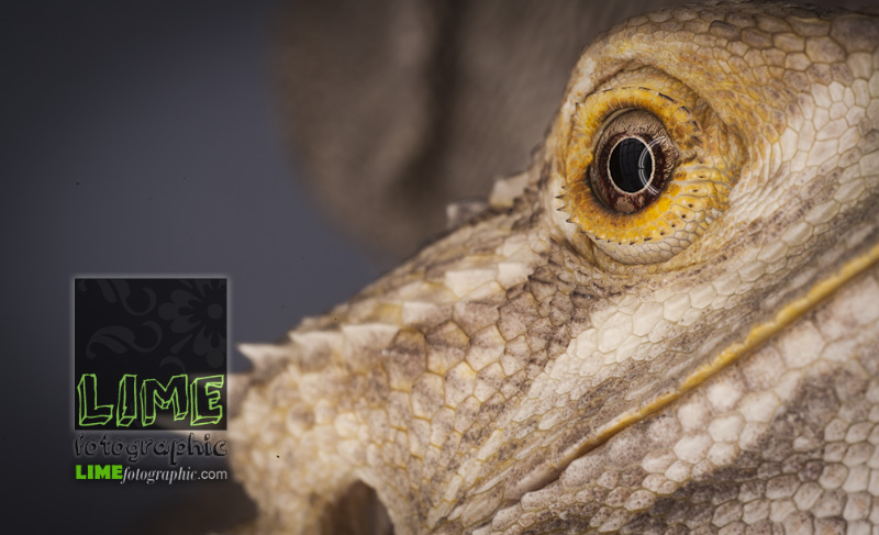 Scrappy the Chihuahua and the two bearded dragons