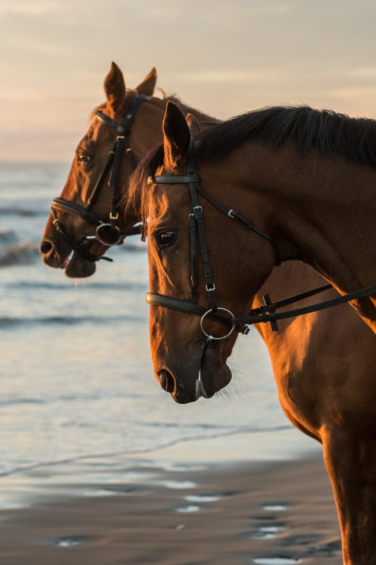 limefoto-2016-025-1765