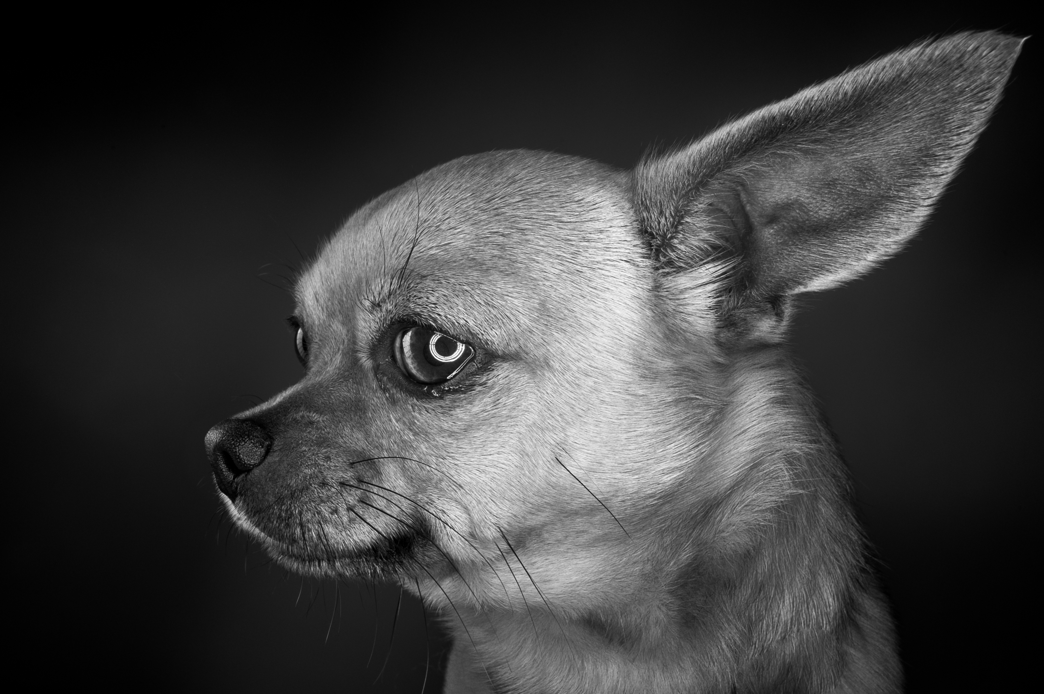 Photographs taken of Chris and Machala Butters pets as part of the pets win prize's promotion