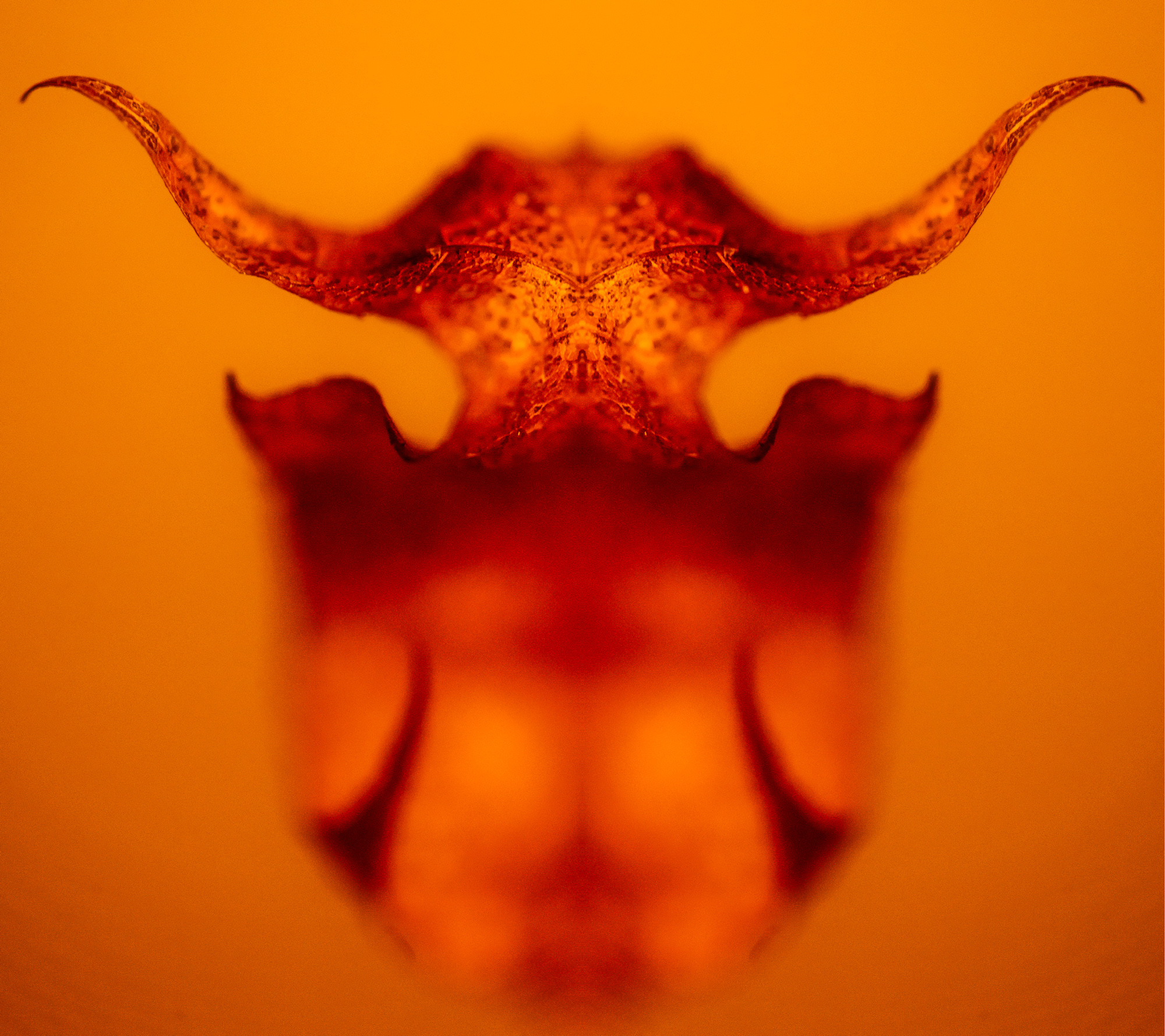 Burning leaves project