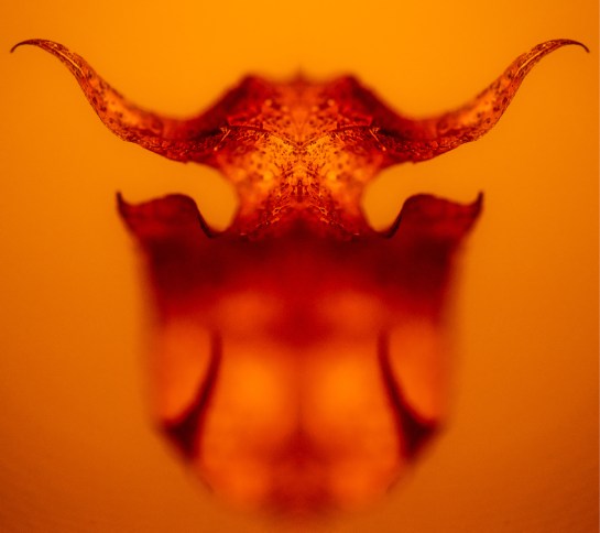 Burning leaves project